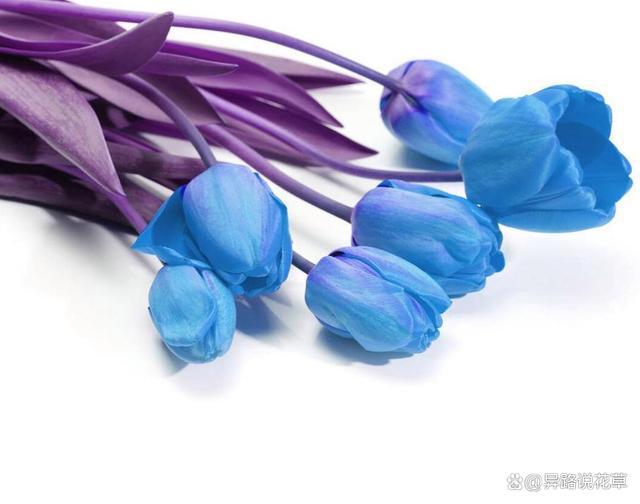蓝色郁金香花语和寓意：蓝色希望之花续写“爱与忠诚”的华章(图3)