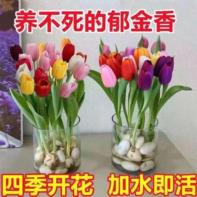 蓝色郁金香花语和寓意：蓝色希望之花续写“爱与忠诚”的华章(图2)