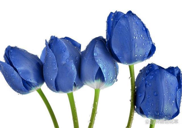 蓝色郁金香花语和寓意：蓝色希望之花续写“爱与忠诚”的华章(图6)