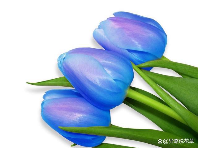 蓝色郁金香花语和寓意：蓝色希望之花续写“爱与忠诚”的华章(图5)