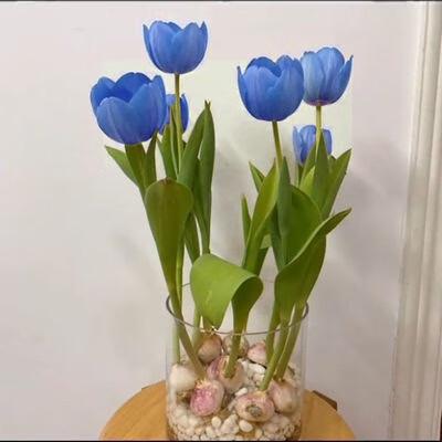 蓝色郁金香花语和寓意：蓝色希望之花续写“爱与忠诚”的华章(图7)