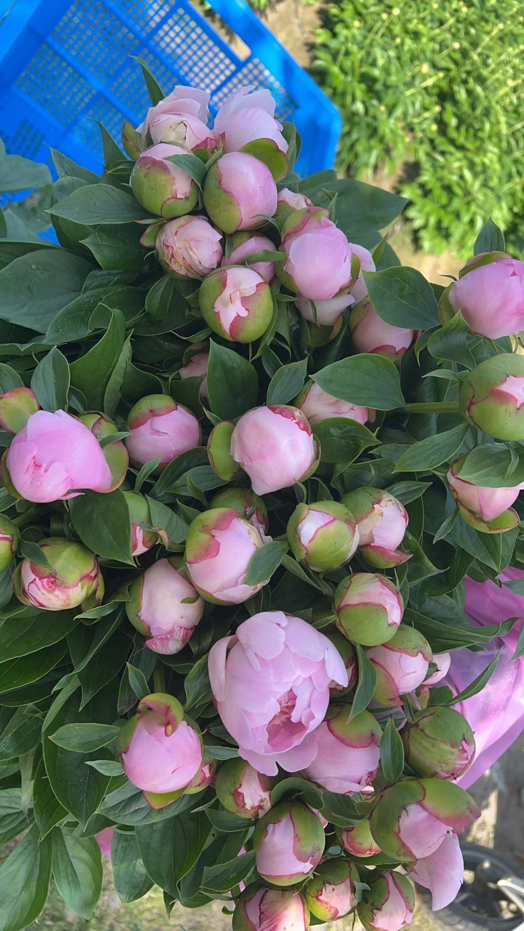 五月鲜花走俏汉产芍药受欢迎(图4)