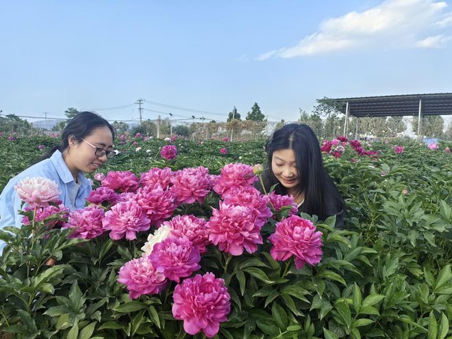 河北曲阳：特色花卉种植 助力乡村振兴(图2)