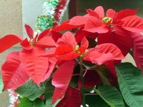 12种适于春节期间摆设的花卉送礼也好看！(图3)