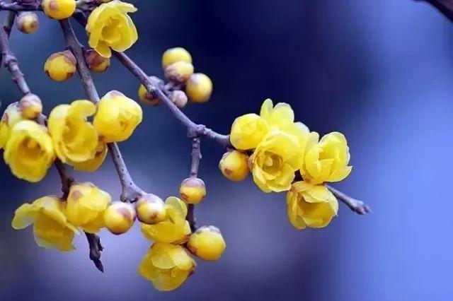 12种适于春节期间摆设的花卉送礼也好看！(图8)
