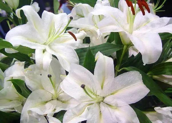 12种适于春节期间摆设的花卉送礼也好看！(图5)