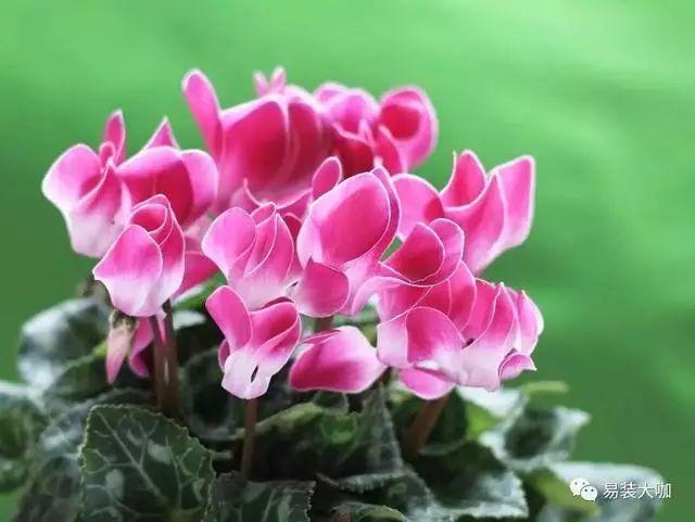 12种适于春节期间摆设的花卉送礼也好看！(图11)