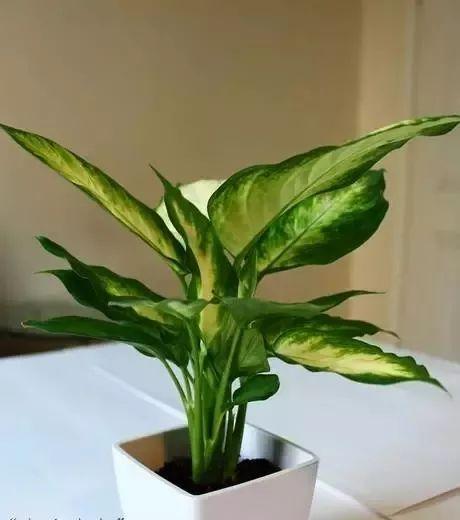 12种适于春节期间摆设的花卉送礼也好看！(图9)