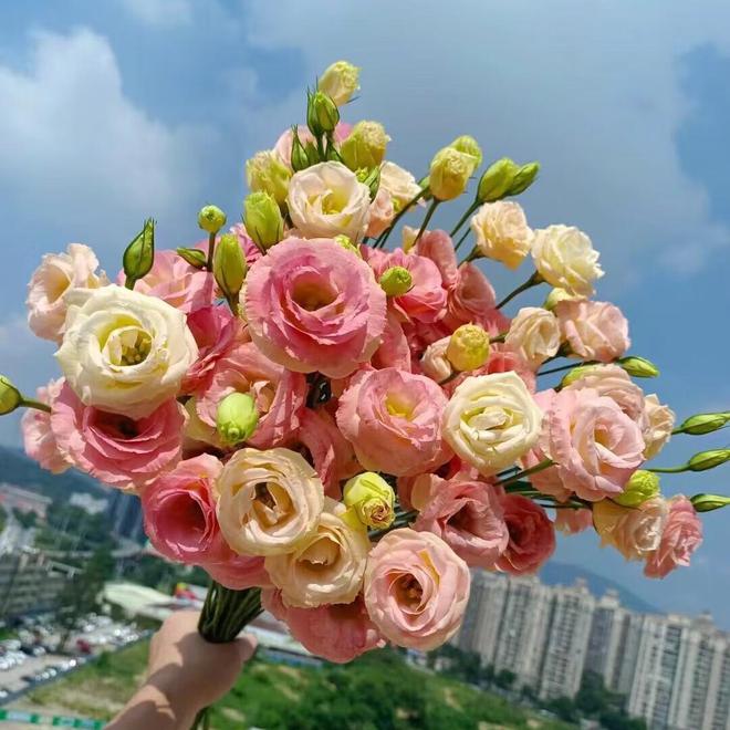 洋桔梗的寓意：“永恒的爱”、“不变的心”(图7)