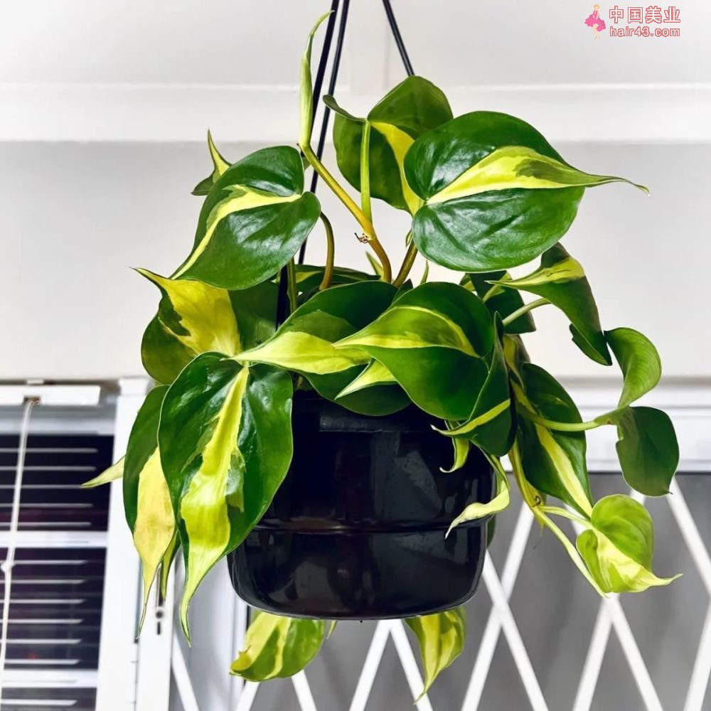 8种很适合作为礼品送给自己的盆栽绿植养在桌面上能一直存活(图3)