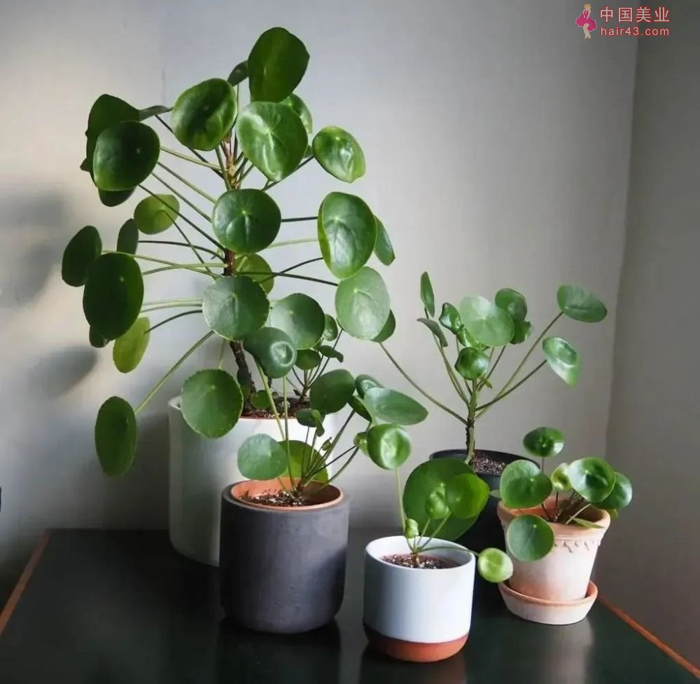 8种很适合作为礼品送给自己的盆栽绿植养在桌面上能一直存活(图2)