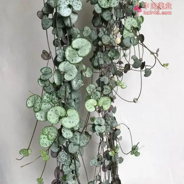 8种很适合作为礼品送给自己的盆栽绿植养在桌面上能一直存活(图5)