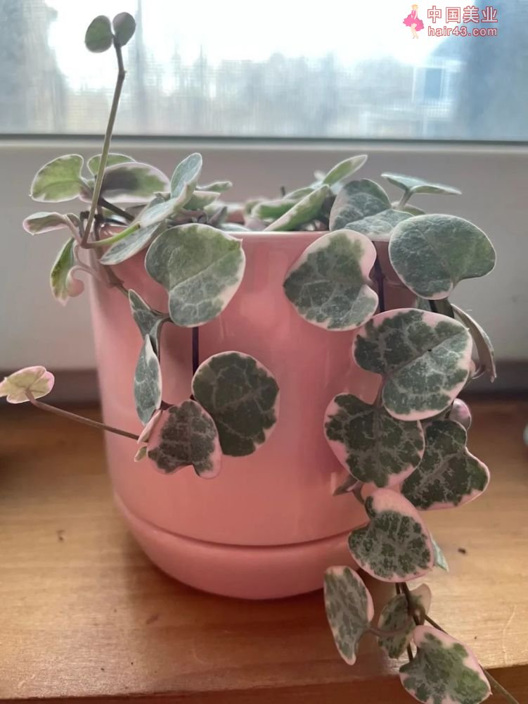 8种很适合作为礼品送给自己的盆栽绿植养在桌面上能一直存活(图6)