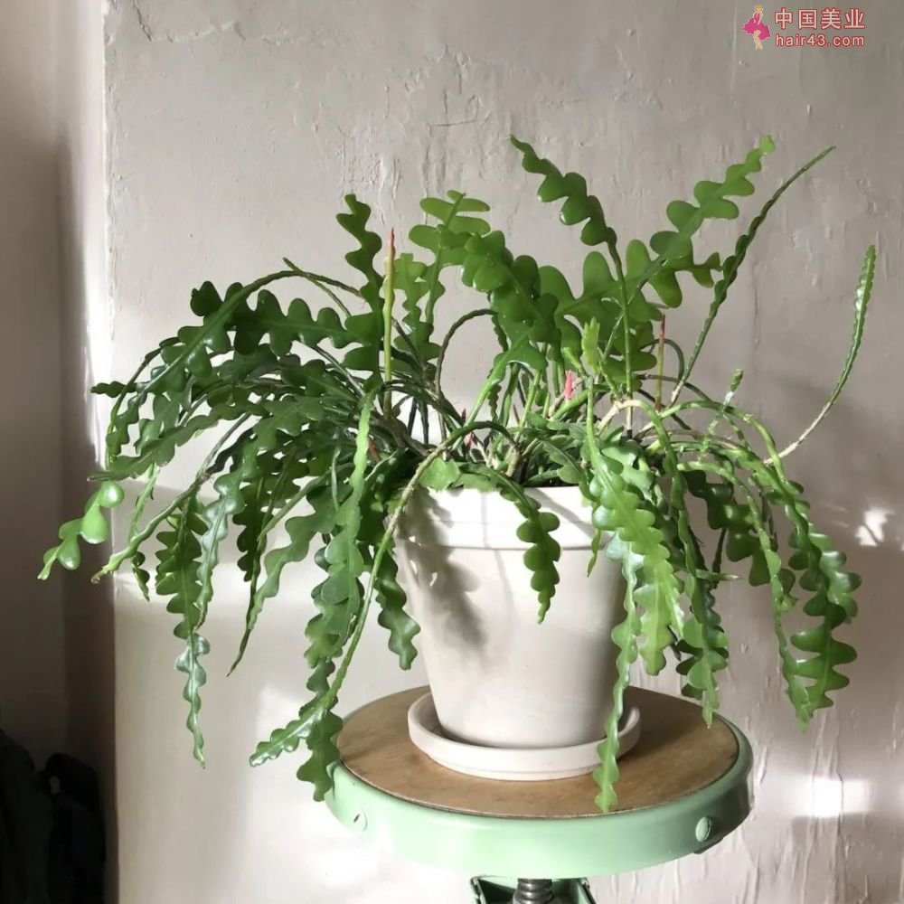 8种很适合作为礼品送给自己的盆栽绿植养在桌面上能一直存活(图7)