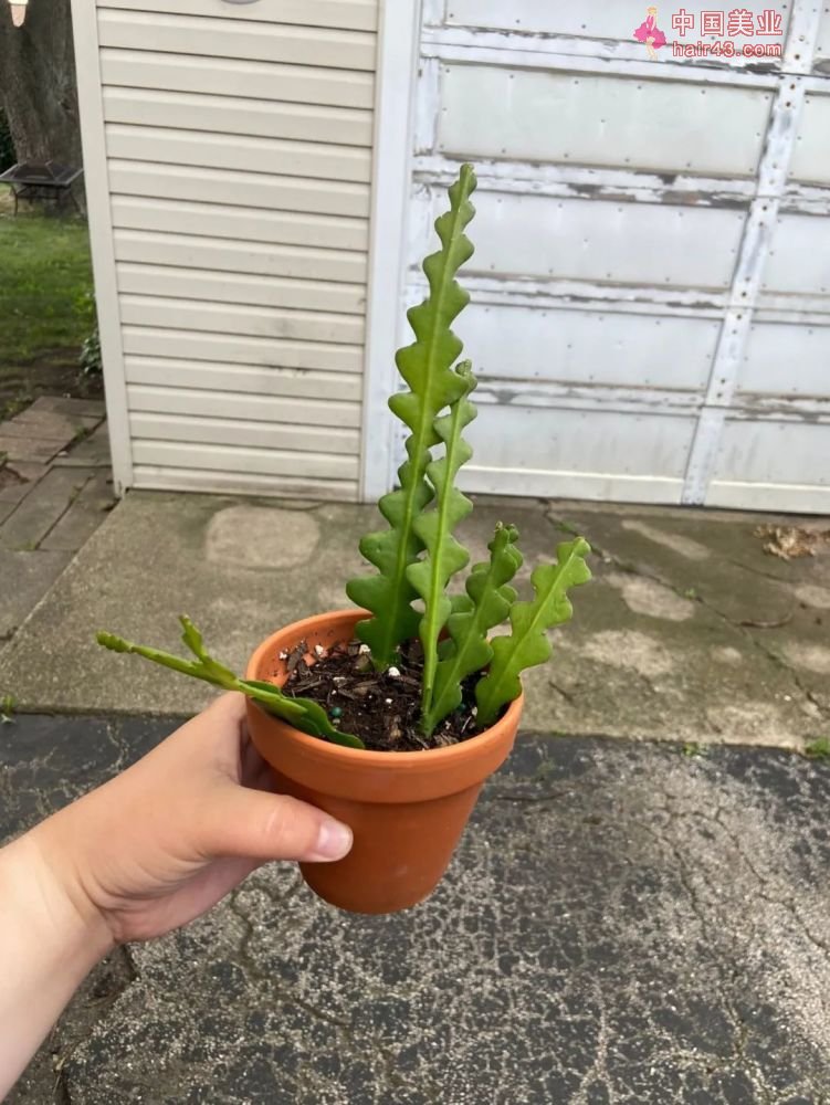 8种很适合作为礼品送给自己的盆栽绿植养在桌面上能一直存活(图8)