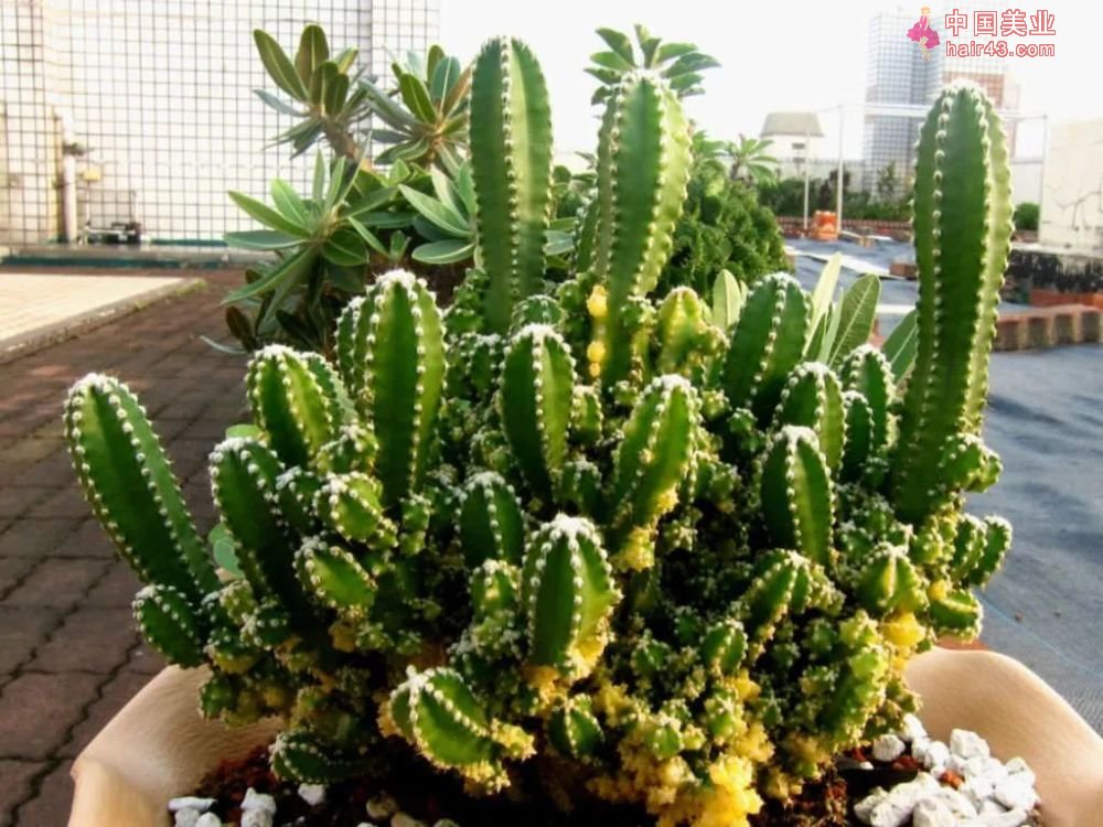 8种很适合作为礼品送给自己的盆栽绿植养在桌面上能一直存活(图9)