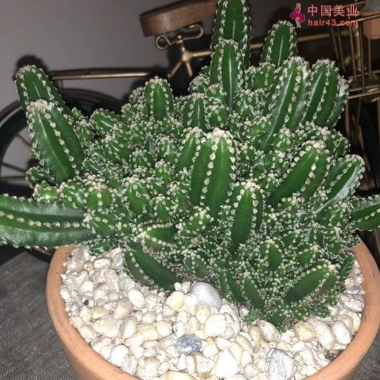 8种很适合作为礼品送给自己的盆栽绿植养在桌面上能一直存活(图10)