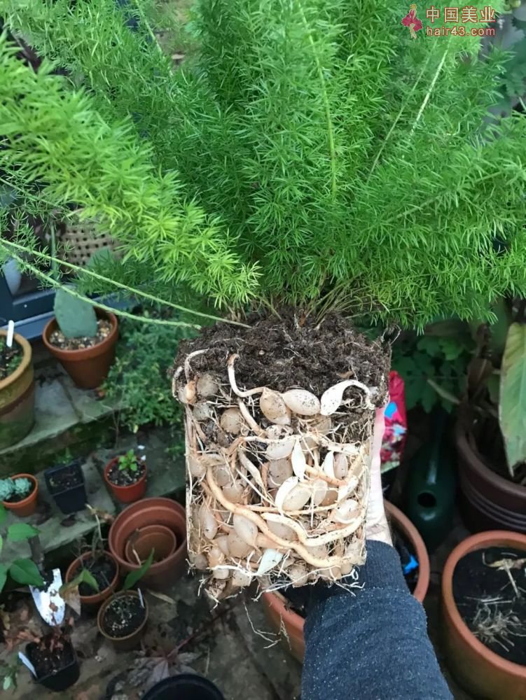 8种很适合作为礼品送给自己的盆栽绿植养在桌面上能一直存活(图12)