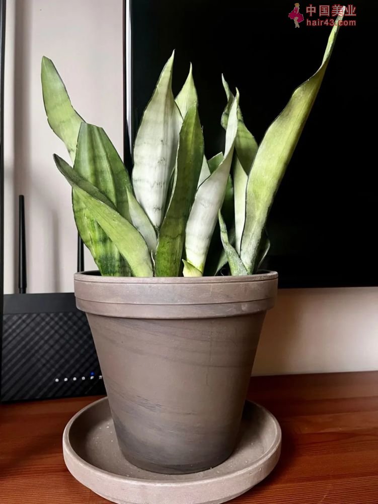 8种很适合作为礼品送给自己的盆栽绿植养在桌面上能一直存活(图13)