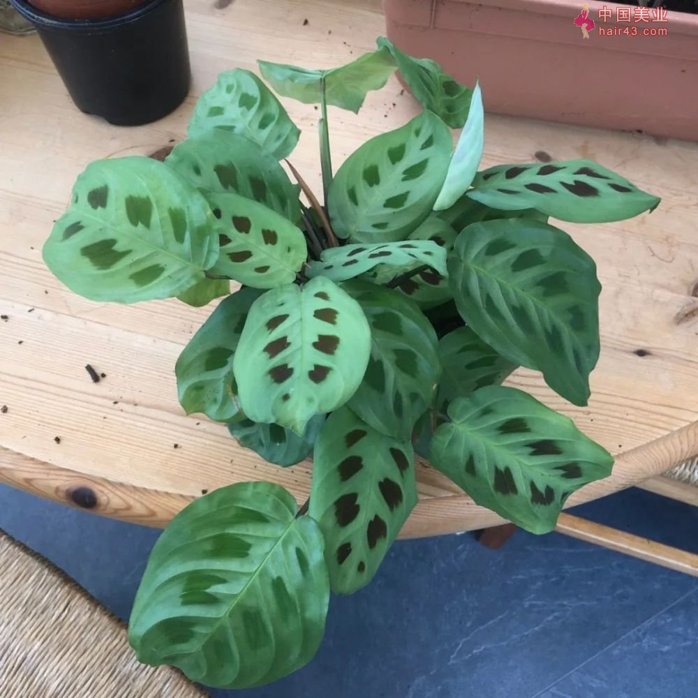 8种很适合作为礼品送给自己的盆栽绿植养在桌面上能一直存活(图15)