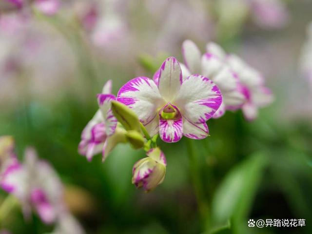 石斛兰花语与寓意永恒的赞歌致敬伟大的情怀(图7)