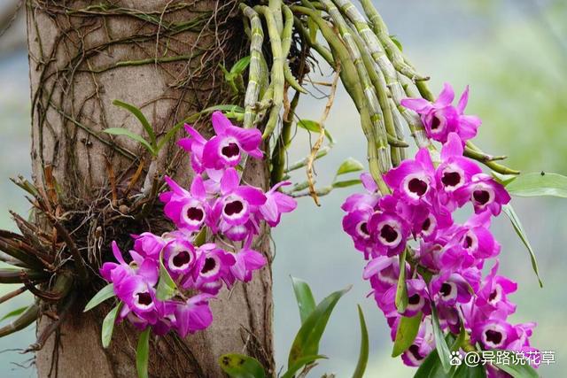 石斛兰花语与寓意永恒的赞歌致敬伟大的情怀(图10)