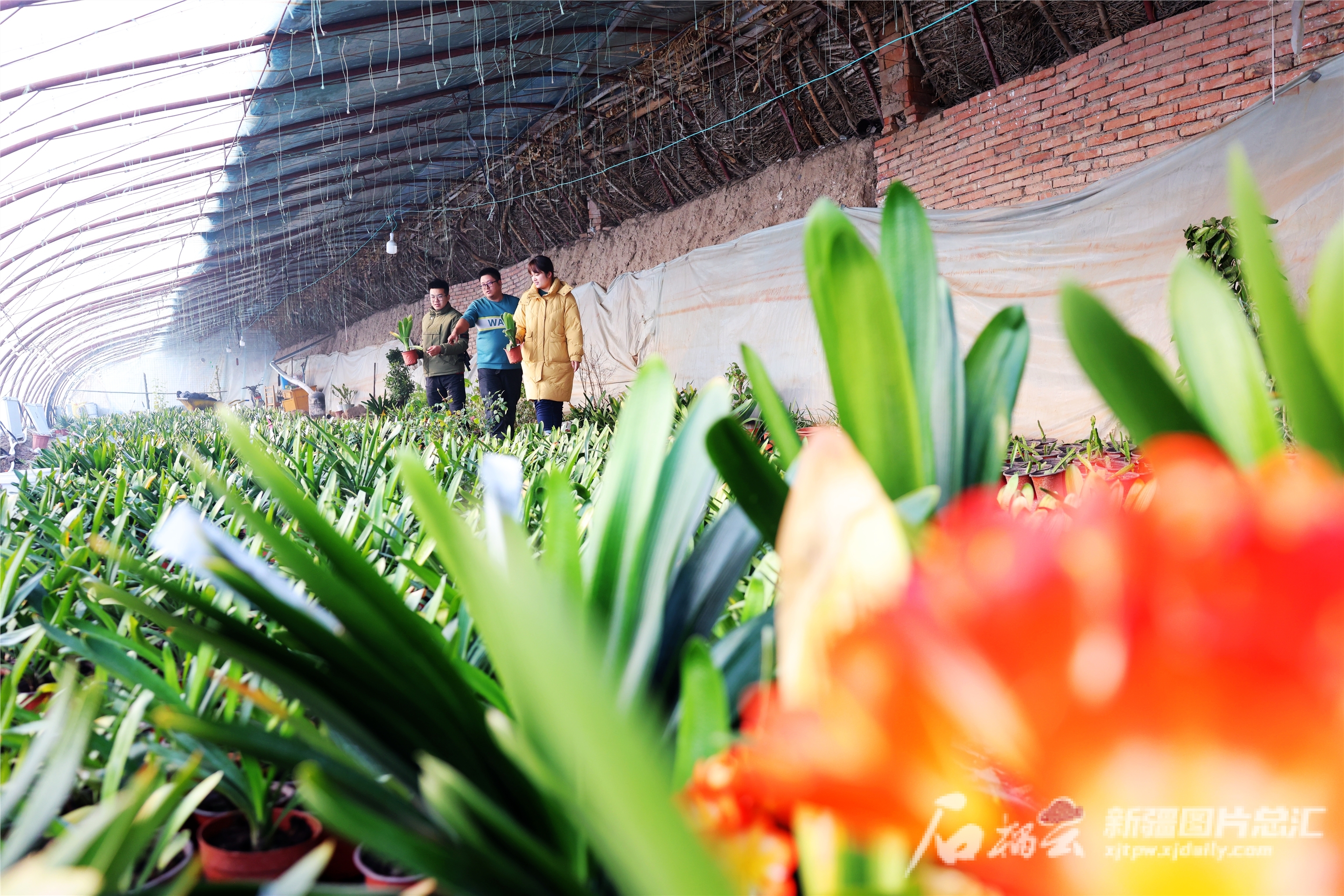 贴窗花、选饰品、购鲜花……迎新年的氛围来了！(图3)