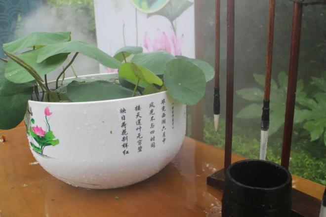 荷香四溢快来普陀这个公园打卡夏日味道吧！(图3)