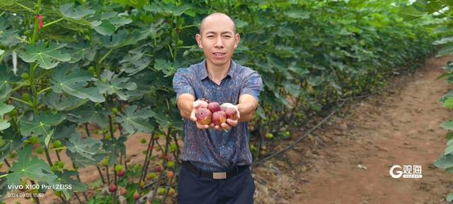 30亩无花果预计年收入近百万元！历时8年青岛村民把无花果种成“致富果”(图2)